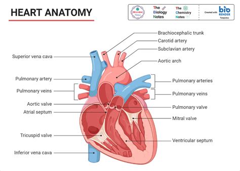 Human Cardiovascular System- Organs, Functions, Diseases