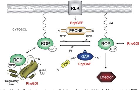 Figure 3 from Structure and function of Rho-type molecular switches in ...