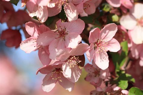 Spring Blossoms on Pink Crabapple Tree – Photos Public Domain