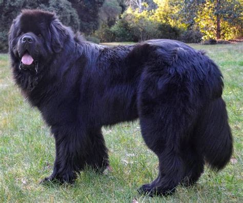 Newfoundland Breed Information Guide: Photos, Traits, & Care ...