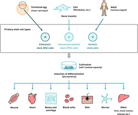 Regenerative Medicine | SanBio - Official Site