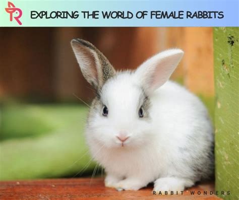 Exploring the World of Female Rabbit - Rabbit Wonders