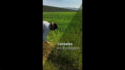 CEREALES EN ECOLÓGICO - YouTube