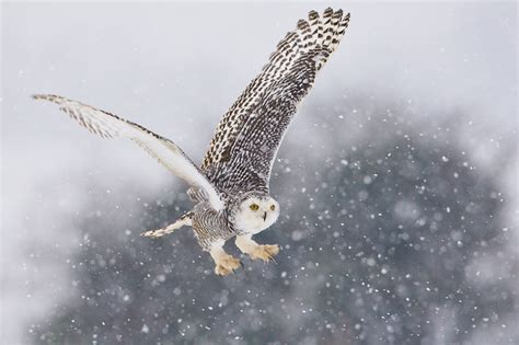 Snowy Owl Migrations | La Paz Group