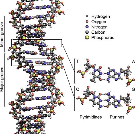 File:DNA Structure+Key+Labelled.pn NoBB.png - Wikipedia, the free ...