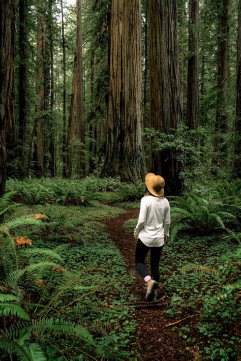 9 (Ancient) Hikes at REDWOOD NATIONAL PARK You Can't Miss