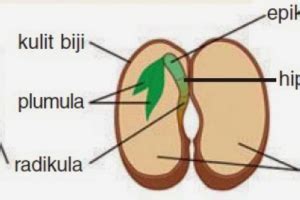 Bagian-bagian Biji Beserta Fungsinya