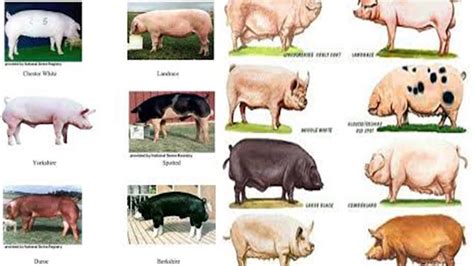 Pig Breeds