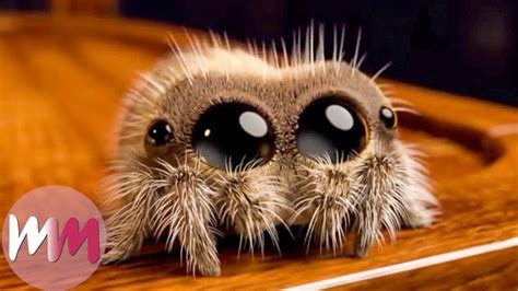 Cute Baby Spiders