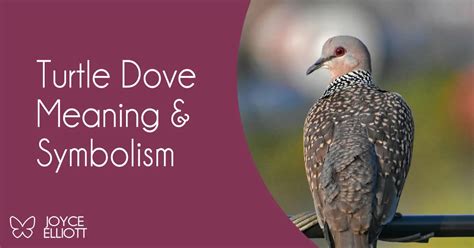 Turtle Dove Symbolism: 3 Powerful Messages Of Peace & Harmony - Joyce ...