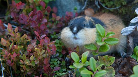 Do lemmings really jump off cliffs? - news