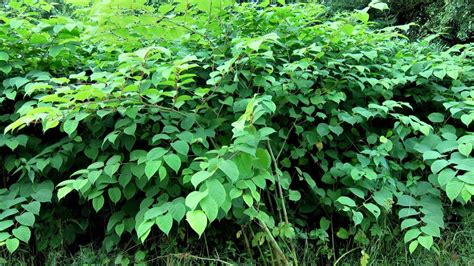 Trans-Resveratrol from Japanese Knotweed (Polygonum cuspidatum)