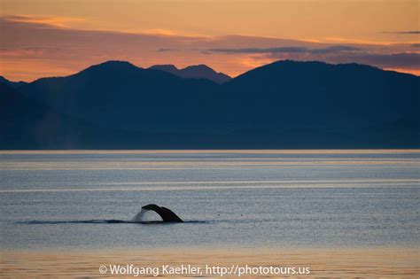 Diving Humpback whale at sunset — Photo Tours