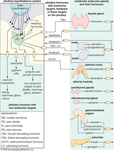 Pituitary gland | Definition, Anatomy, Hormones, & Disorders | Britannica