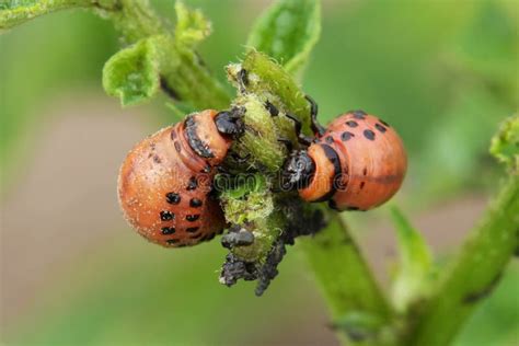 Colorado Potato Beetle Larvae Stock Image - Image of potato, dots: 32283515