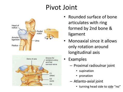 PPT - Classification of Joints PowerPoint Presentation, free download ...