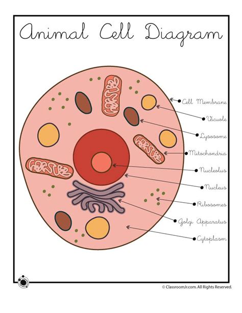 an animal cell diagram with labels on the top and bottom, labeled in ...