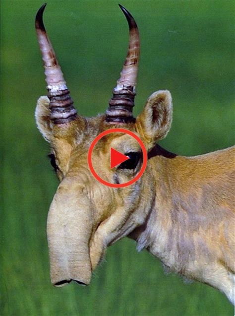 40 Beautiful Pictures of African Animals with Horns | Unusual animals ...