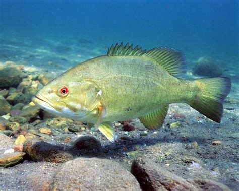 Smallmouth Bass Habitat - Orbit Fishing