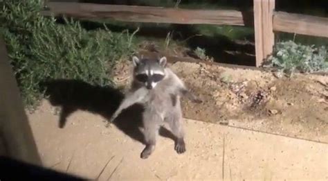 Like a Scene From a Cartoon: Guy Posts a Video Of Two Raccoons Getting ...