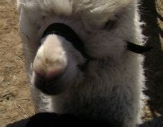 14 Alpacas ideas | pets, hilarious, alpaca