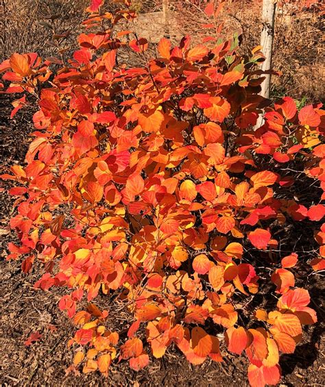 Buy Mt Airy Fothergilla Plants Online | Stadler Nurseries