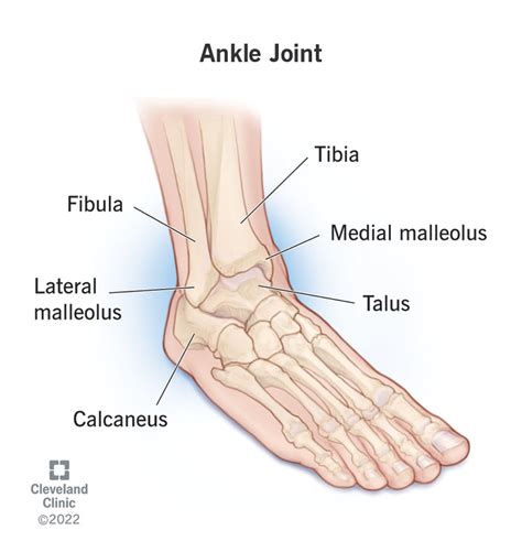 Ankle: Anatomy & How It Works