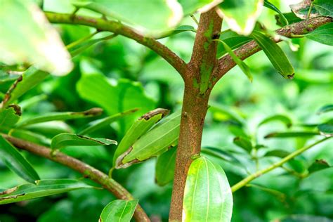 Cinnamon Plant Harvest