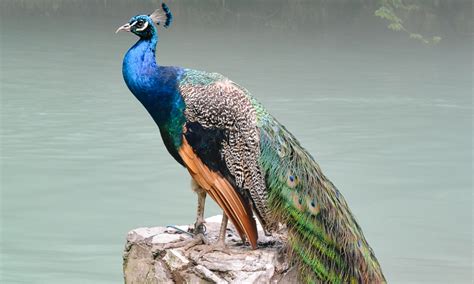 Peacock Symbolism: Non secular Which means & What It Means To See Them ...