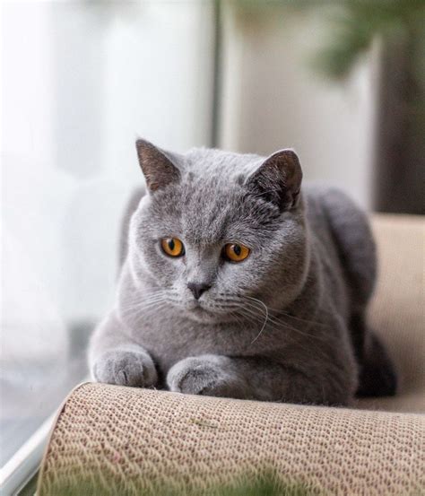 British Shorthair Personality: How Do British Shorthairs Act? | Litter ...