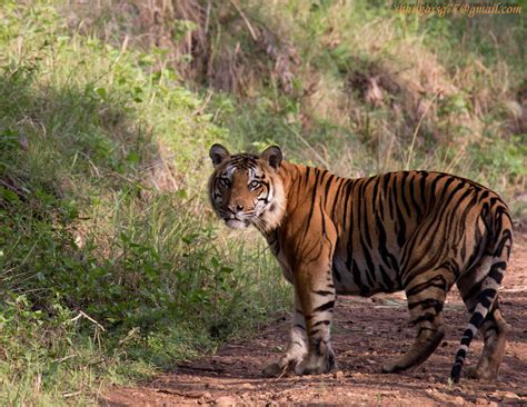 Nilgiri Biosphere Reserve is an International Biosphere Reserve in the ...