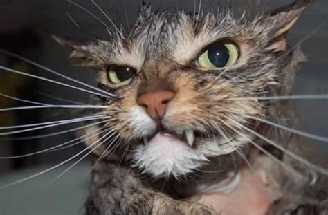 Ten Angry Wet Cats You Might Want to Hide From