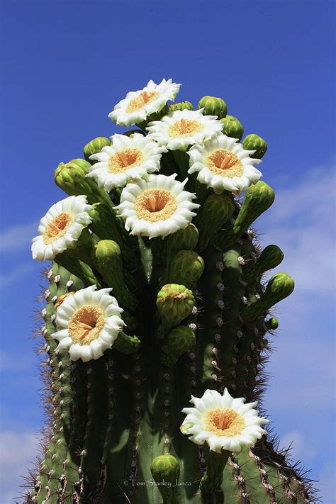 Arizona State Flower- The Saguaro Cactus Flower Photograph by Tom Janca ...