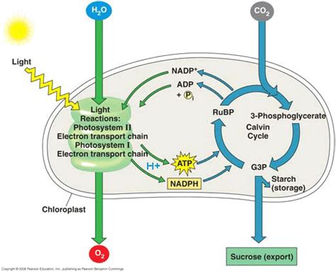 1 Diagram of photosynthesis in the chloroplast of a leaf... | Download ...