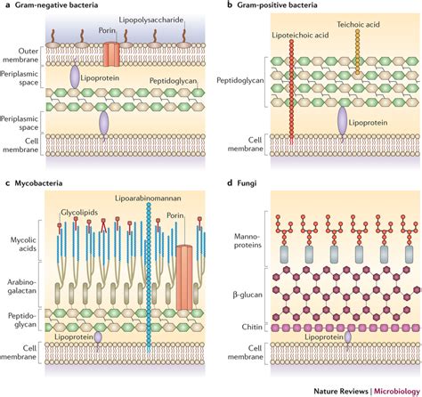 How do cell walls differ among bacteria, fungi, and plants? | Socratic