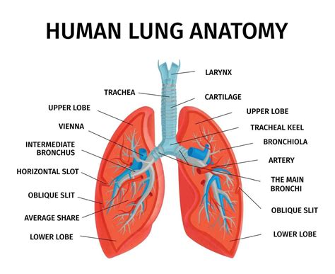 Human Lung Anatomy Diagram | Lung anatomy, Human lungs, Respiratory ...