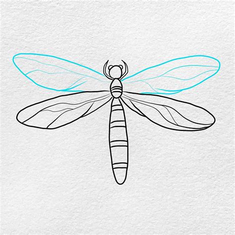 Dragonfly Wings Drawings