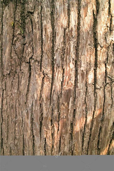 Pear tree bark — Stock Photo © raywoo #6588175