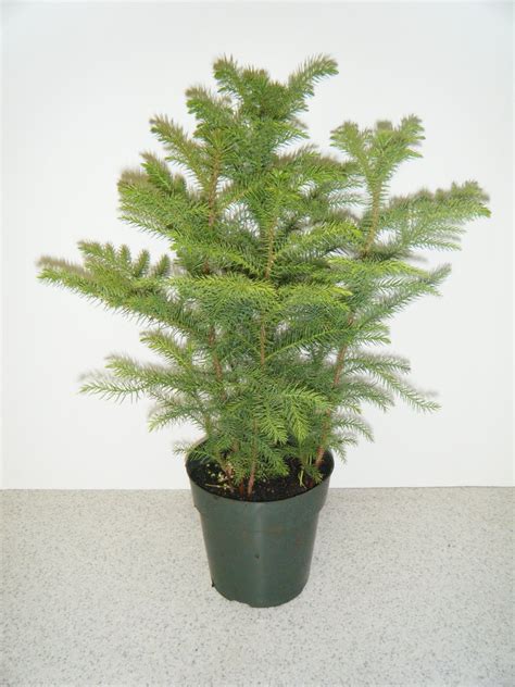 Kirkland Nurseries, LLC: Norfolk Island Pines