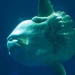 Ocean Sunfish: Facts, Characteristics, Habitat and More - Animal Place