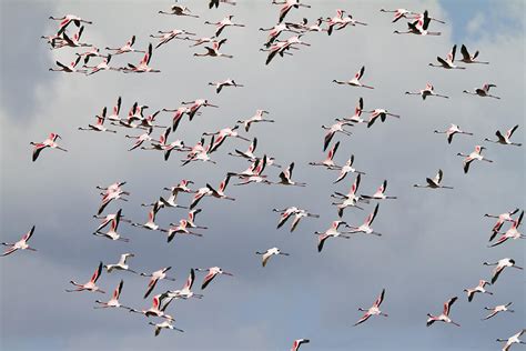 Lesser Flamingo Flock Flying Tanzania Photograph by Konrad Wothe | Pixels