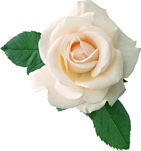 white rose png - Clip Art Library