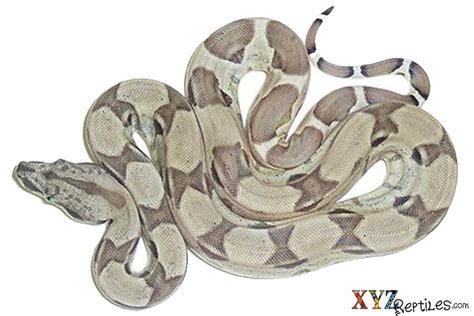 A Little History On Breeding Red Tail Boa Morphs - XYZReptiles