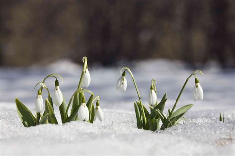 Snowdrops (Galanthus nivalis)