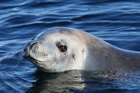 Antarctica / Curious Seal