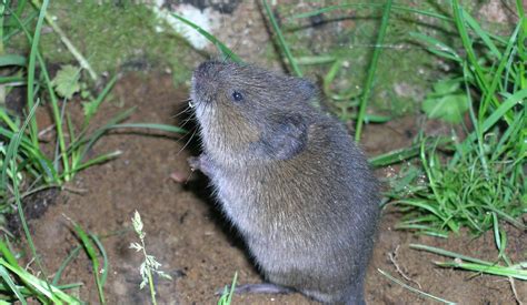 Voles in the garden - Gardening in Washington State | Washington State ...