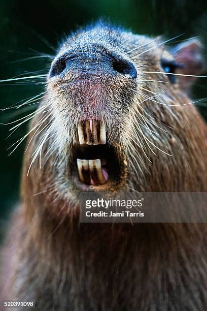 Capybara Teeth Photos and Premium High Res Pictures - Getty Images