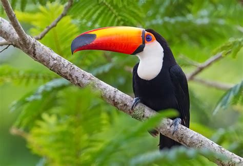 Toco Toucan Facts, Habitat, Diet, Life Cycle, Baby, Pictures