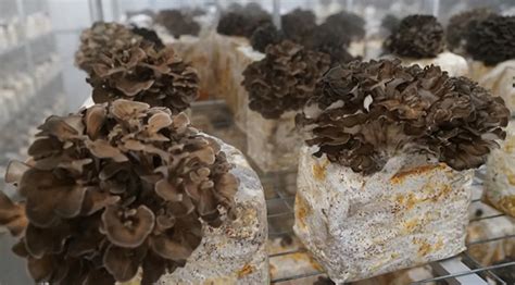 Hydroponic Mushrooms: Growing Mycelium Without Soil! / Hydrobuilder ...