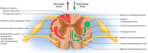 Spinal Cord Anatomy - Parts and Spinal Cord Functions